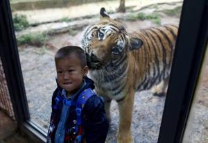 Un bambino e una tigre