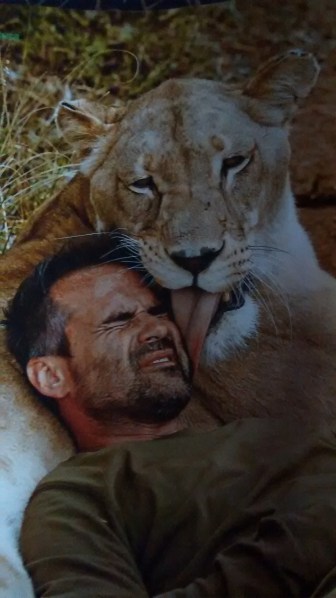 Nel Kevin Richardson Wildlife Sanctuary la leonessa Livy dimostra il suo affetto a Kevin che l'ha cresciuta