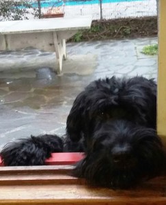 curiosando per sapere che succede in cucina